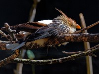 parc-aux-oiseaux