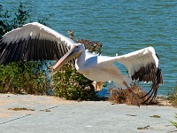 spectacle-oiseaux-06