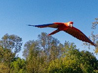 spectacle-oiseaux-11