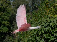 spectacle-oiseaux-14